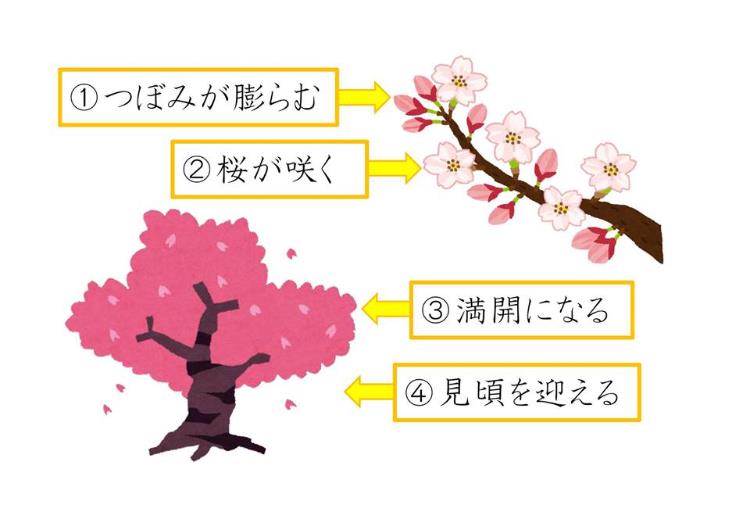 일본어공부_사쿠라에 관한 일본 표현  (1).JPG